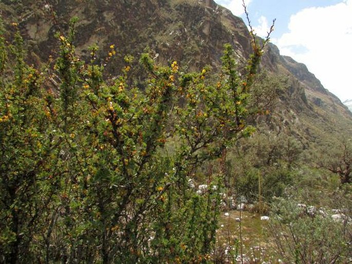 Berberis conferta