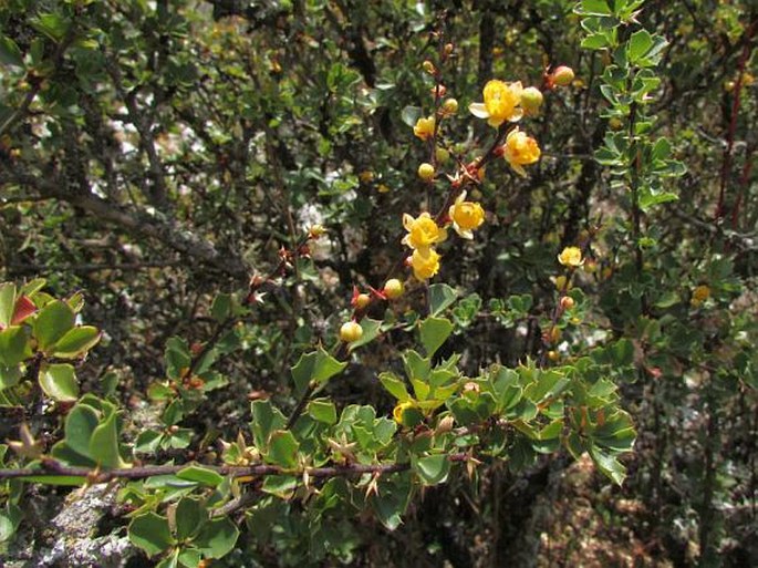 Berberis conferta