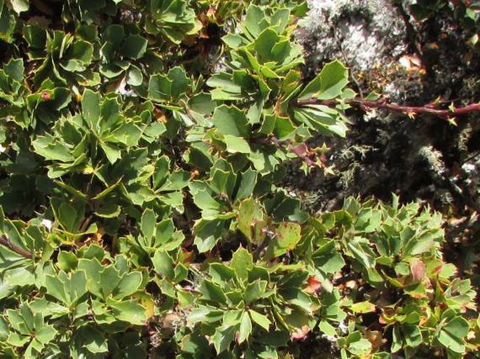 Berberis conferta