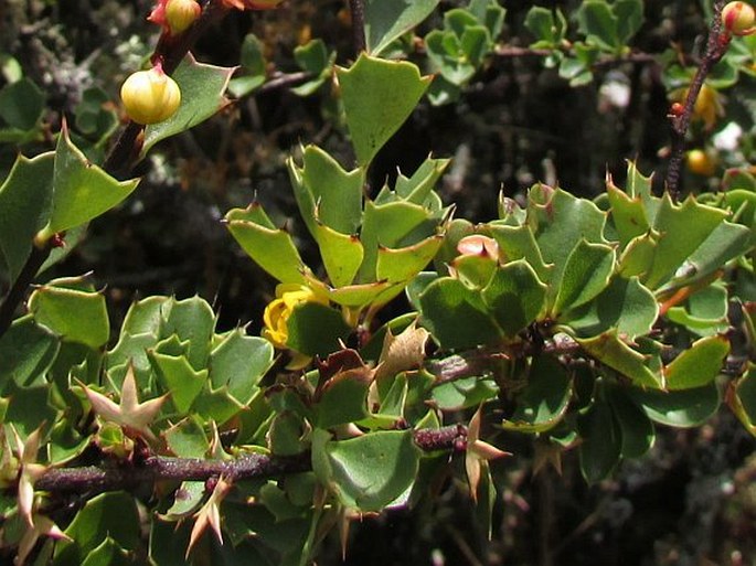 Berberis conferta