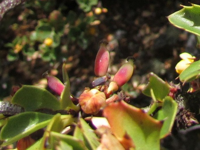 Berberis conferta