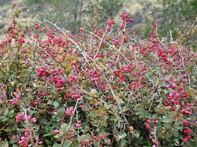 Berberis aetnensis