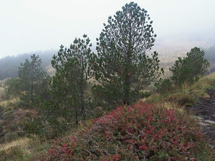 Berberis aetnensis