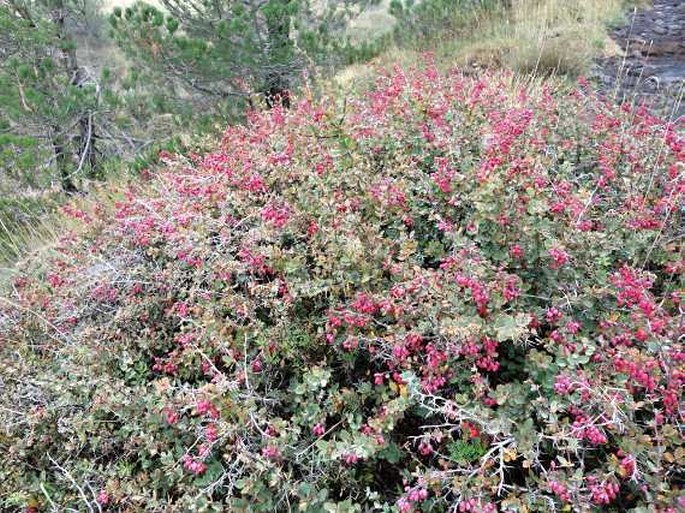 Berberis aetnensis