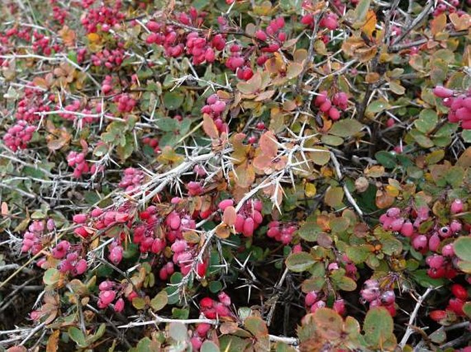 Berberis aetnensis