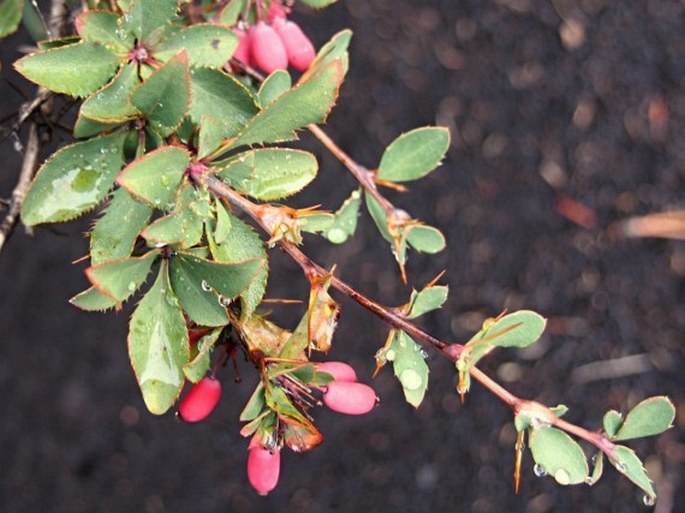 Berberis aetnensis