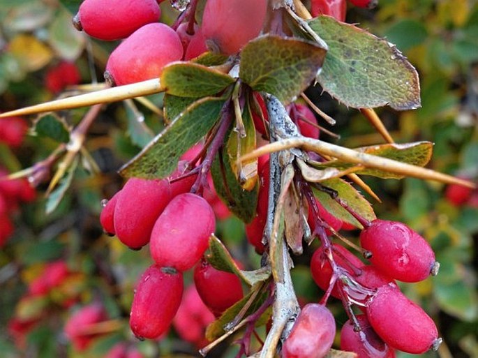 Berberis aetnensis