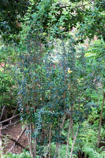 Berberis maderensis