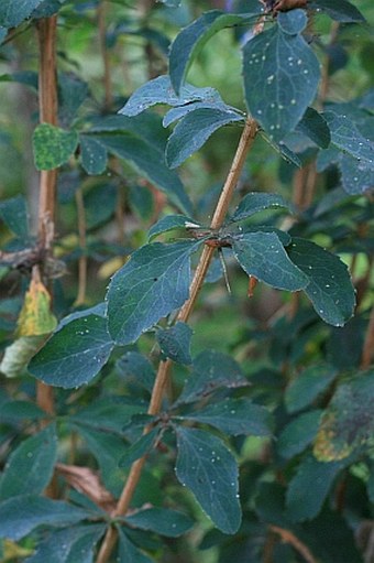 Berberis maderensis