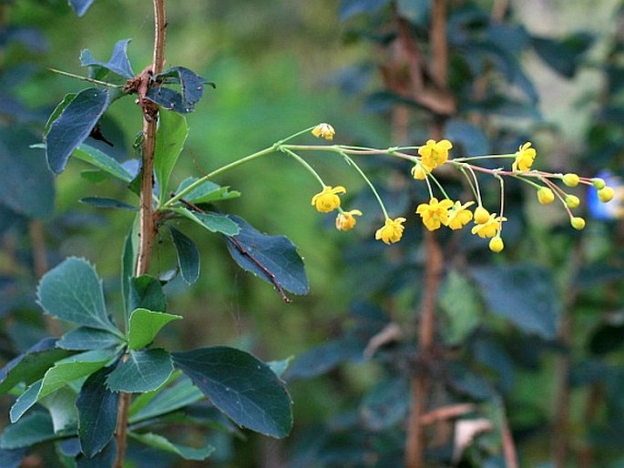 BERBERIS MADERENSIS Lowe – dřišťál / dráč