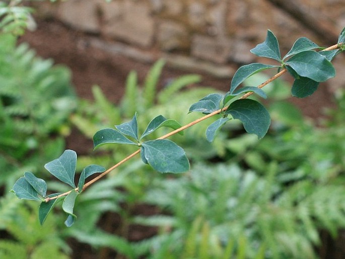 Berberis maderensis