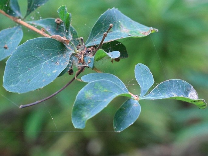 Berberis maderensis