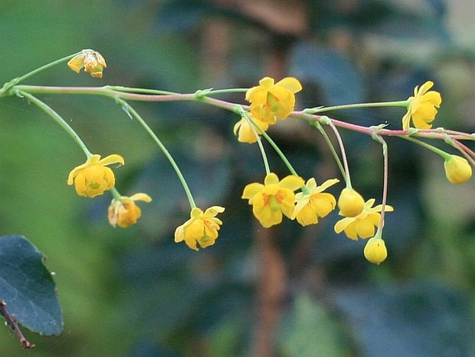 Berberis maderensis