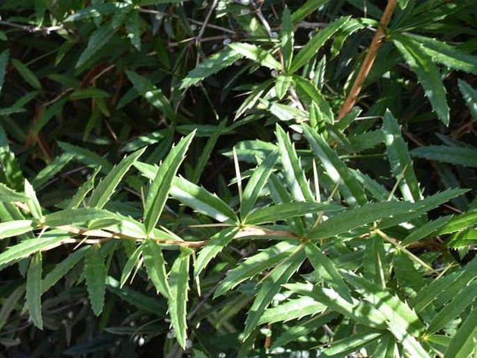 Berberis sanguinea