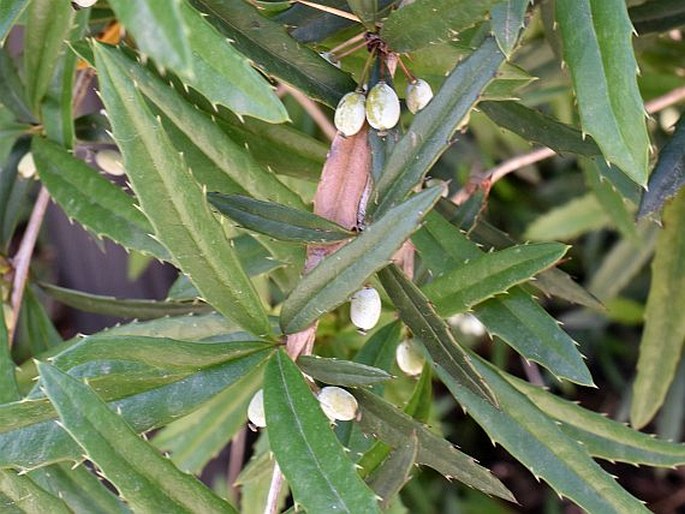 Berberis sanguinea