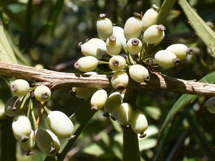 Berberis sanguinea