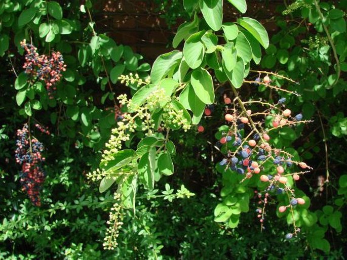 Berchemia racemosa