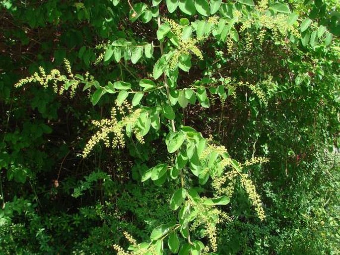 Berchemia racemosa