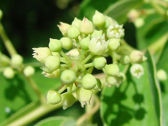 Berchemia racemosa