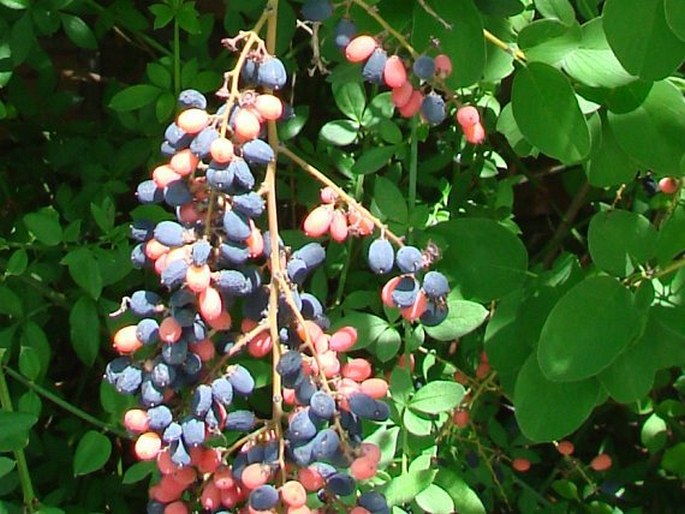 Berchemia racemosa