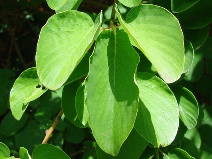 Berchemia racemosa