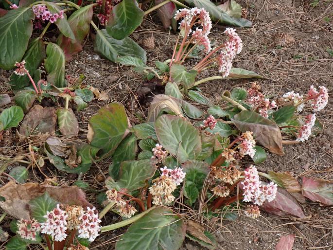 Bergenia ciliata