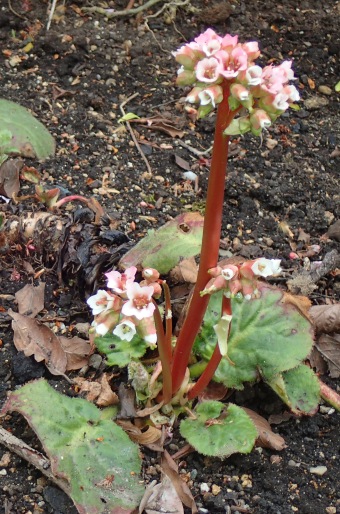 Bergenia ciliata