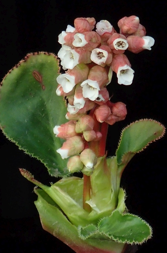 Bergenia ciliata