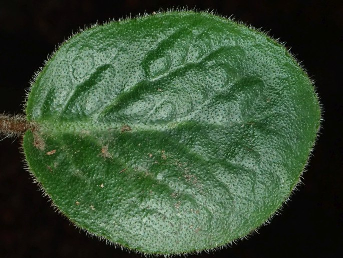 Bergenia ciliata