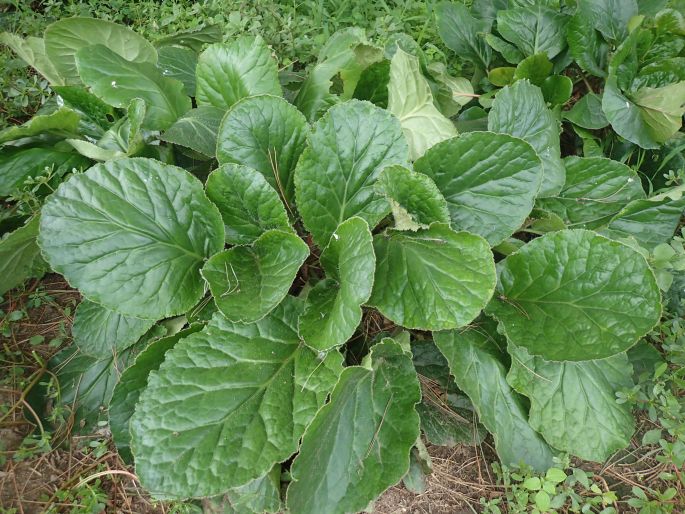 Bergenia ciliata