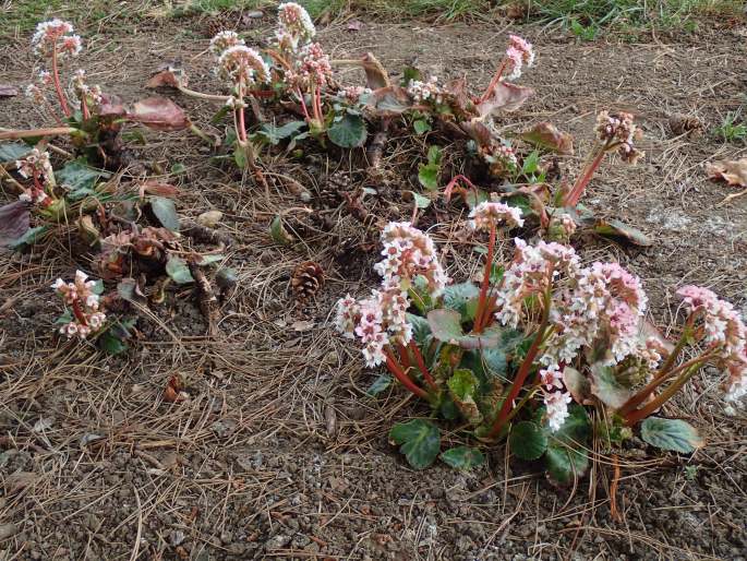 Bergenia ciliata