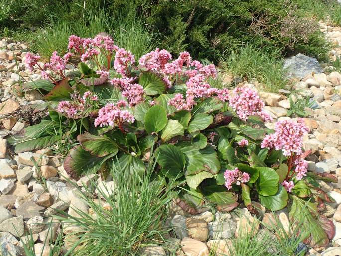 Bergenia ×schmidtii