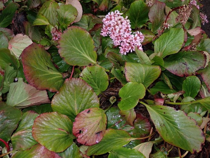 Bergenia ×schmidtii