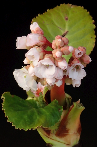 Bergenia ×schmidtii