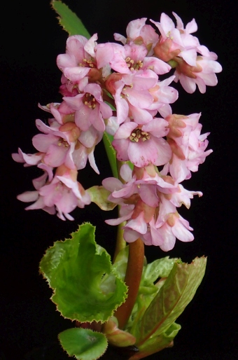 Bergenia ×schmidtii