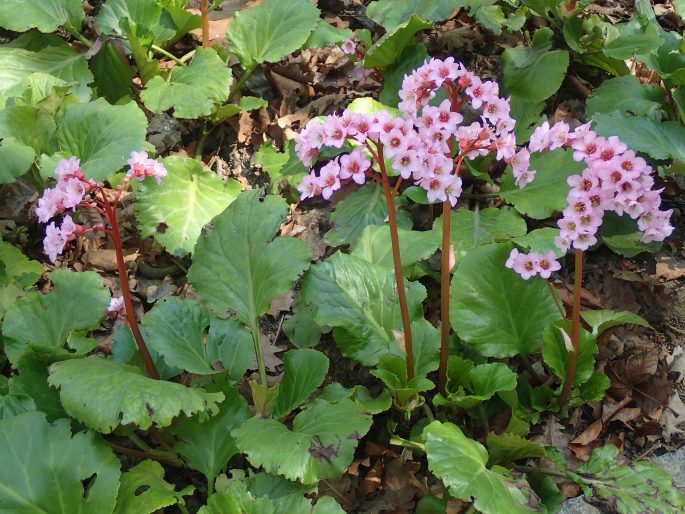 Bergenia ×smithii