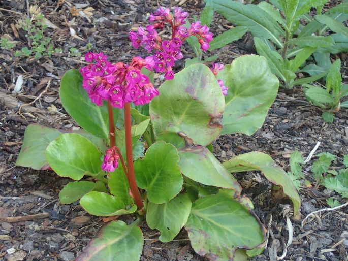 Bergenia ×smithii