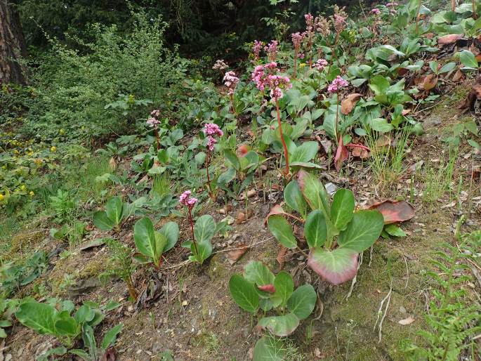 Bergenia ×smithii