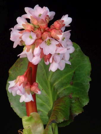 Bergenia ×smithii