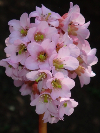 Bergenia ×smithii