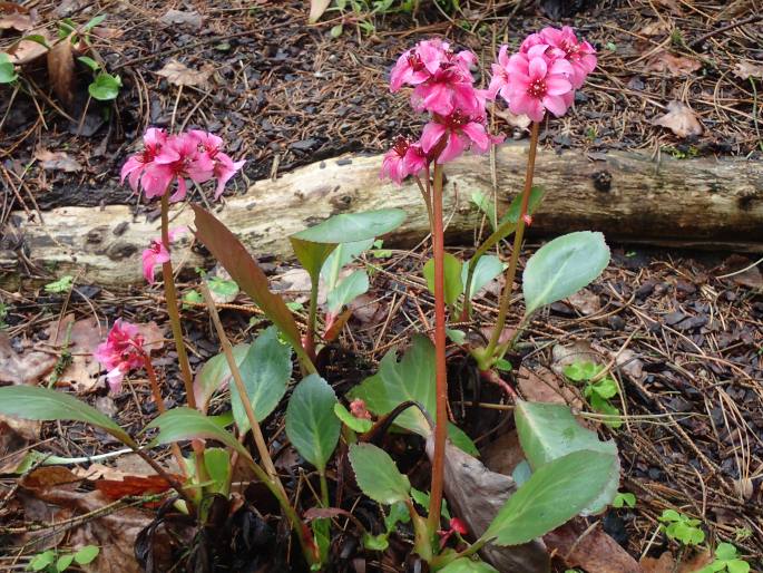 Bergenia ×spathulata