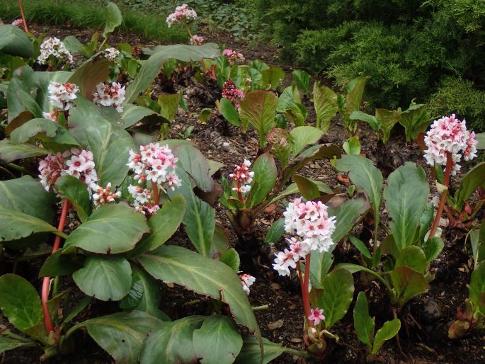 Bergenia ×spathulata