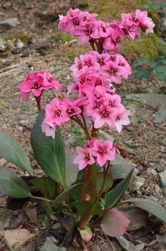 Bergenia ×spathulata