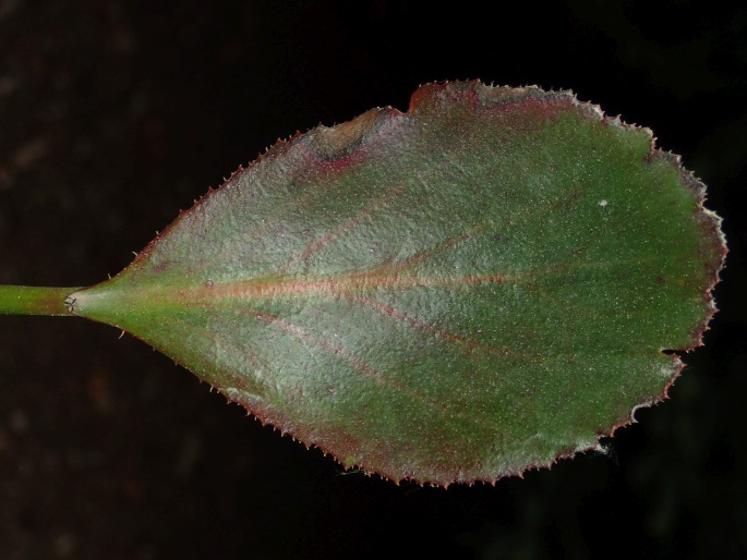 Bergenia ×spathulata