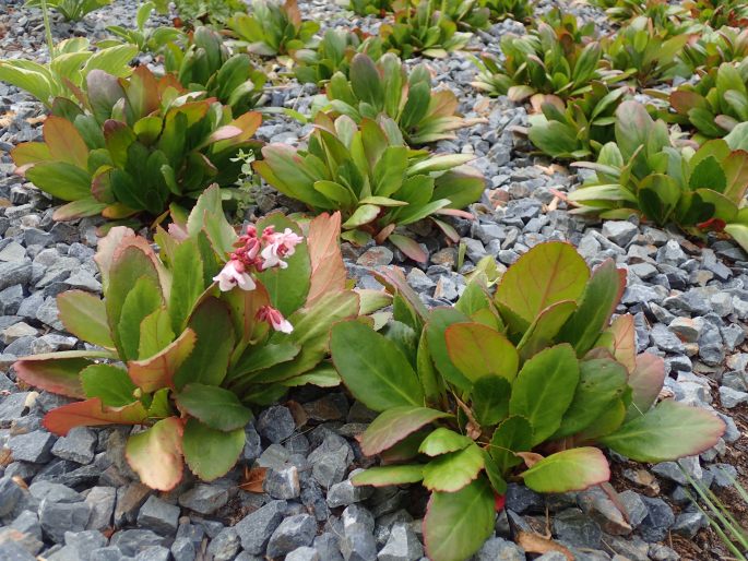 Bergenia ×spathulata