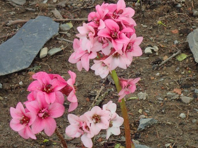 Bergenia ×spathulata