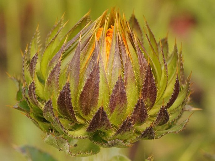 Berkheya armata