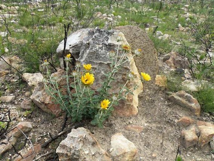 Berkheya barbata