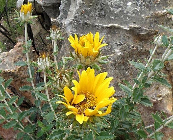 Berkheya barbata