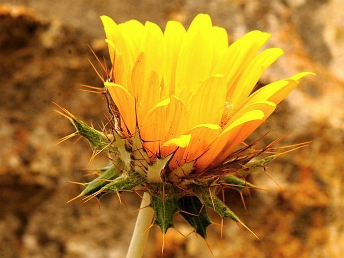 Berkheya barbata